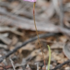 Caladenia hillmanii at Vincentia, NSW - suppressed