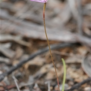 Caladenia hillmanii at Vincentia, NSW - suppressed