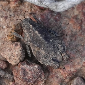 Tetrigidae (family) at Hall, ACT - Yesterday by Anna123