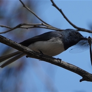 Myiagra rubecula (Leaden Flycatcher) at Hall, ACT - Yesterday by Anna123