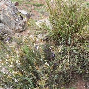 Stypandra glauca at Kenny, ACT - 21 Sep 2025 by DavidDedenczuk