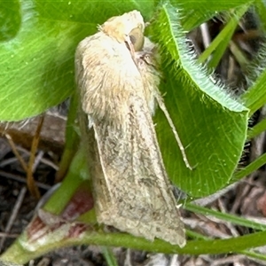 Helicoverpa (genus) (A bollworm) at Aranda, ACT - 29 Sep 2025 by KMcCue