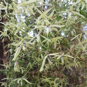 Clematis leptophylla at Pialligo, ACT - 21 Sep 2025 by DavidDedenczuk