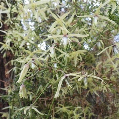 Clematis leptophylla at Pialligo, ACT - 21 Sep 2025 by DavidDedenczuk
