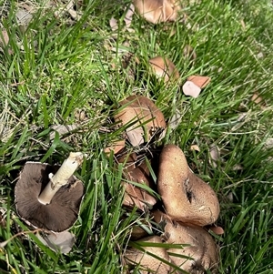 Unverified Fungus at Aranda, ACT - 29 Sep 2025 by KMcCue