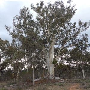 Eucalyptus blakelyi at Pialligo, ACT - 21 Sep 2025 by DavidDedenczuk