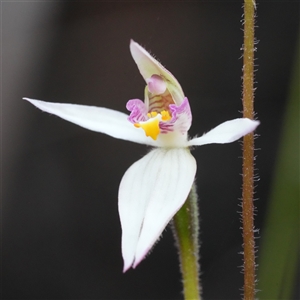 Caladenia alata (Fairy Orchid) at Vincentia, NSW - 1 Sep 2025 by RobG1