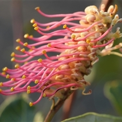 Grevillea macleayana (Jervis Bay Grevillea) by RobG1