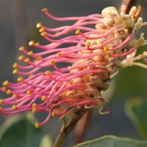 Grevillea macleayana (Jervis Bay Grevillea) by RobG1