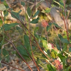 Grevillea macleayana at Vincentia, NSW - suppressed