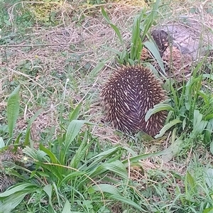 Tachyglossus aculeatus (Short-beaked Echidna) at Upper Kangaroo River, NSW - Yesterday by Baronia