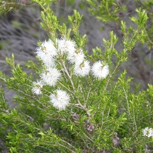 Melaleuca ericifolia at Eden, NSW - 27 Sep 2025 by DavidDedenczuk