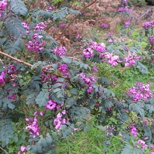 Indigofera australis subsp. australis (Australian Indigo) at Eden, NSW - 27 Sep 2025 by DavidDedenczuk