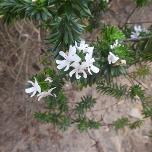 Westringia fruticosa (Native Rosemary) at Eden, NSW - 28 Sep 2025 by DavidDedenczuk