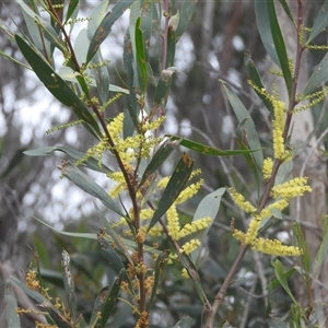 Acacia longifolia subsp. longifolia (sallow or Sydney golden wattle) at Eden, NSW - 28 Sep 2025 by DavidDedenczuk