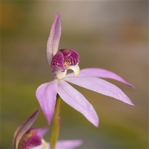 Caladenia hillmanii (Purple Heart Orchid) at Vincentia, NSW - 1 Sep 2025 by RobG1