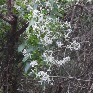 Clematis (genus) at Eden, NSW - 28 Sep 2025 by DavidDedenczuk