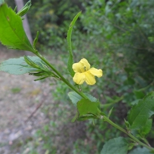 Goodenia ovata (Hop Goodenia) at Eden, NSW - 28 Sep 2025 by DavidDedenczuk