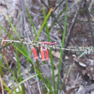 Epacris impressa (Common Heath) at Eden, NSW - 28 Sep 2025 by DavidDedenczuk