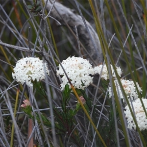 Pimelea (genus) at Eden, NSW - 28 Sep 2025 by DavidDedenczuk