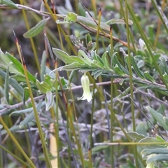 Billardiera (genus) at Eden, NSW - 28 Sep 2025 by DavidDedenczuk