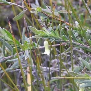 Billardiera (genus) at Eden, NSW - 28 Sep 2025 by DavidDedenczuk