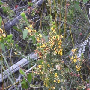 Unverified Pea at Eden, NSW - 28 Sep 2025 by DavidDedenczuk