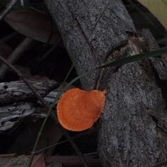 Trametes coccinea (Scarlet Bracket) at Eden, NSW - 28 Sep 2025 by DavidDedenczuk