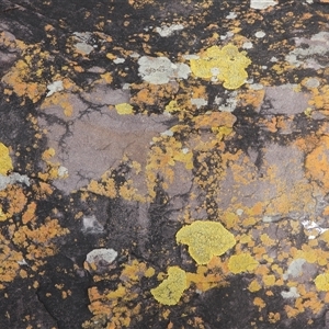 Unverified Lichen at Eden, NSW - 29 Sep 2025 by DavidDedenczuk