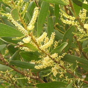 Acacia longifolia subsp. sophorae (Coast Wattle) at Eden, NSW - 29 Sep 2025 by DavidDedenczuk