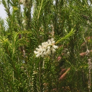 Melaleuca (genus) at Eden, NSW - 29 Sep 2025 by DavidDedenczuk