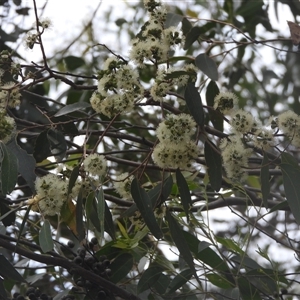 Eucalyptus dives at Eden, NSW - 29 Sep 2025 by DavidDedenczuk