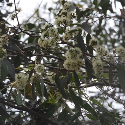 Eucalyptus dives at Eden, NSW - 29 Sep 2025 by DavidDedenczuk