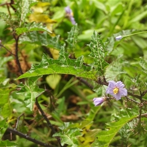 Unverified Other Shrub at Eden, NSW - 29 Sep 2025 by DavidDedenczuk