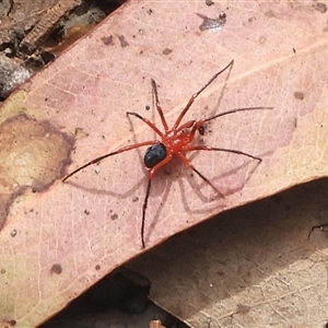 Unverified Other hunting spider at Eden, NSW - 29 Sep 2025 by DavidDedenczuk