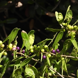 Myoporum boninense subsp. australe at Eden, NSW - 29 Sep 2025 by DavidDedenczuk