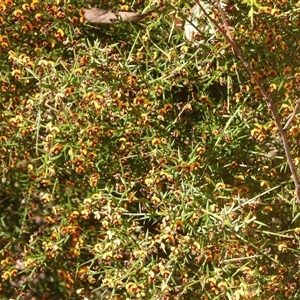 Daviesia ulicifolia (Gorse Bitter-pea) at Eden, NSW - 29 Sep 2025 by DavidDedenczuk