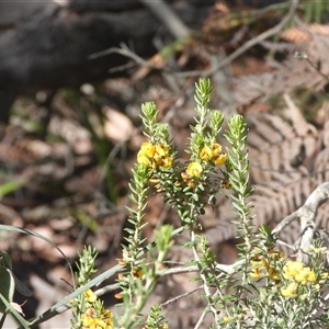 Unverified Pea at Eden, NSW - 29 Sep 2025 by DavidDedenczuk