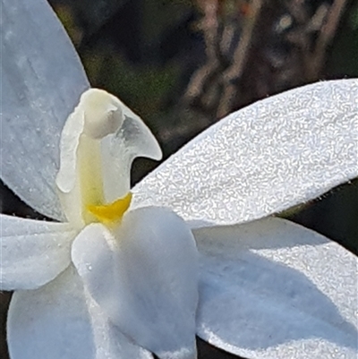 Glossodia major (Wax Lip Orchid) at Bruce, ACT - 3 Oct 2025 by Bubbles