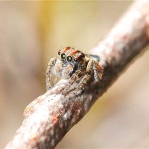 Maratus velutinus at Tianjara, NSW - Yesterday by Harrisi