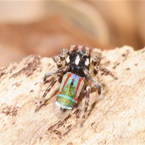 Maratus volans at Berry, NSW - 2 Oct 2025 by Harrisi