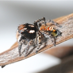 Maratus plumosus (Plumed Peacock Spider) at Towrang, NSW - 1 Oct 2025 by Harrisi