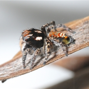 Maratus plumosus at Towrang, NSW - 1 Oct 2025 by Harrisi