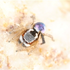 Maratus anomalus (Blue Peacock spider) at Oallen, NSW - 3 Oct 2025 by Harrisi