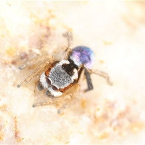 Maratus anomalus at Oallen, NSW - Yesterday by Harrisi