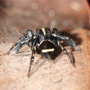 Saitis virgatus at Falls Creek, NSW - Yesterday by Harrisi
