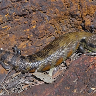 Tiliqua scincoides scincoides (Eastern Blue-tongue) at  - suppressed by TimL