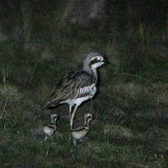 Burhinus grallarius (Bush Stone-curlew) at Throsby, ACT - 3 Oct 2025 by davidcunninghamwildlife