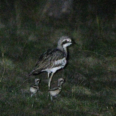 Burhinus grallarius (Bush Stone-curlew) at Throsby, ACT - 3 Oct 2025 by davidcunninghamwildlife