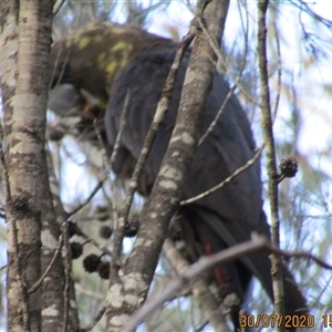 Calyptorhynchus lathami lathami (Glossy Black-Cockatoo) at Marulan, NSW - 30 Jul 2020 by GITM2